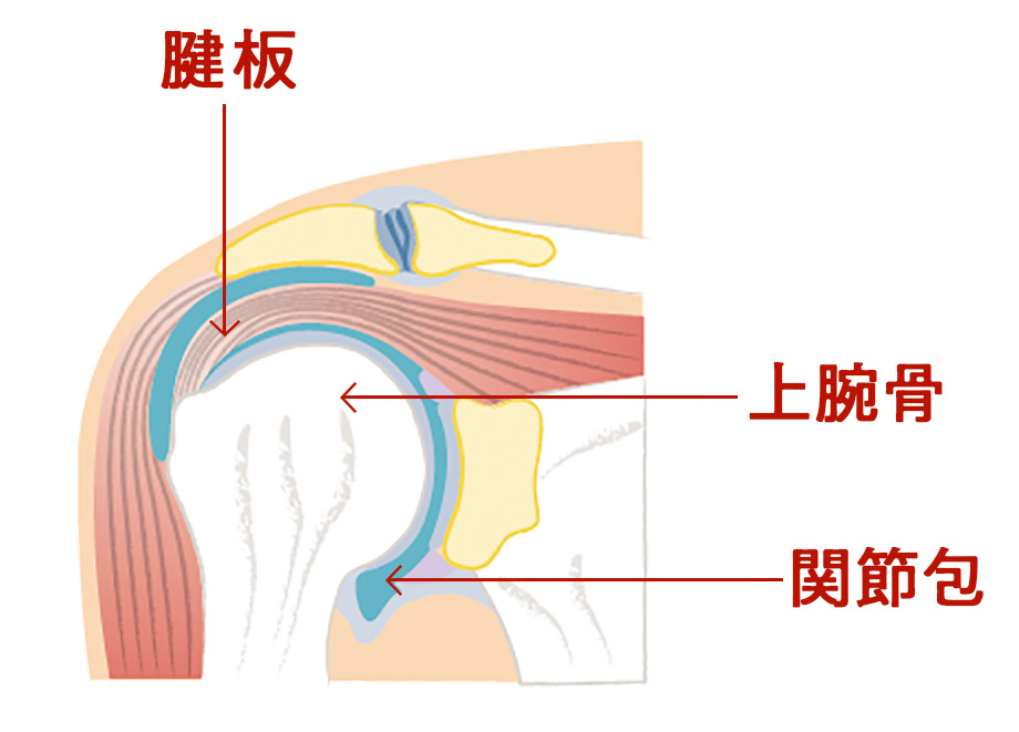 肩の解剖図