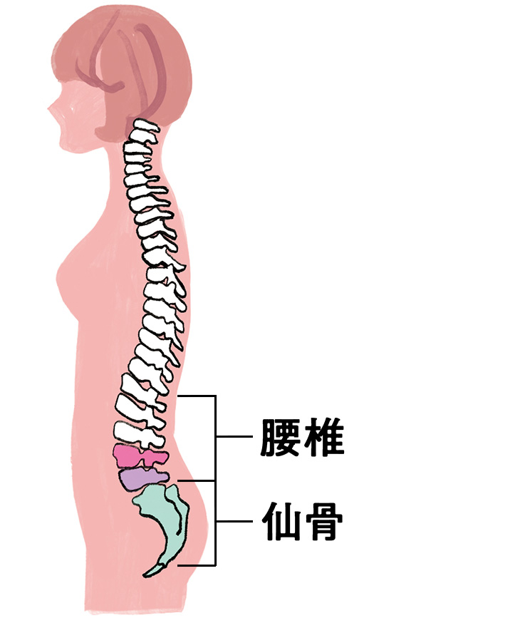 腰椎　解剖図