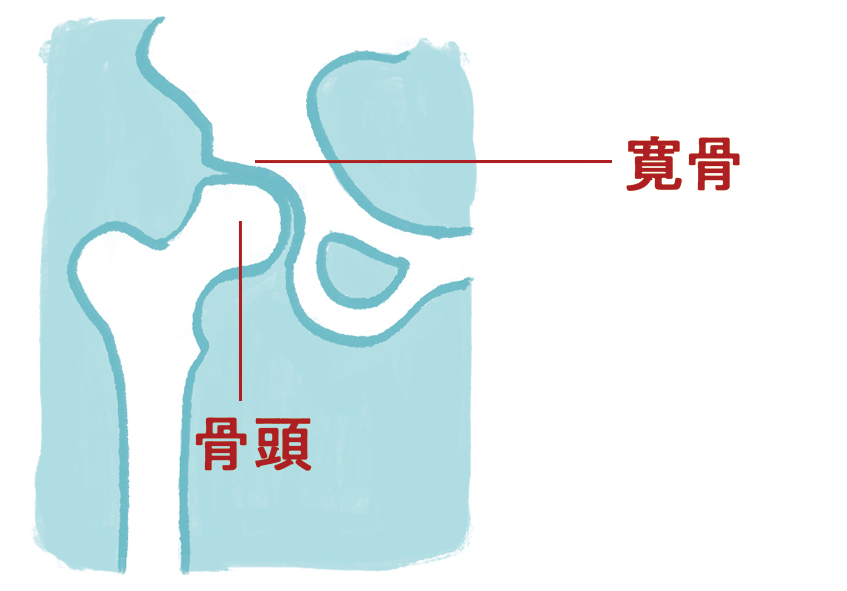 股関節　解剖図