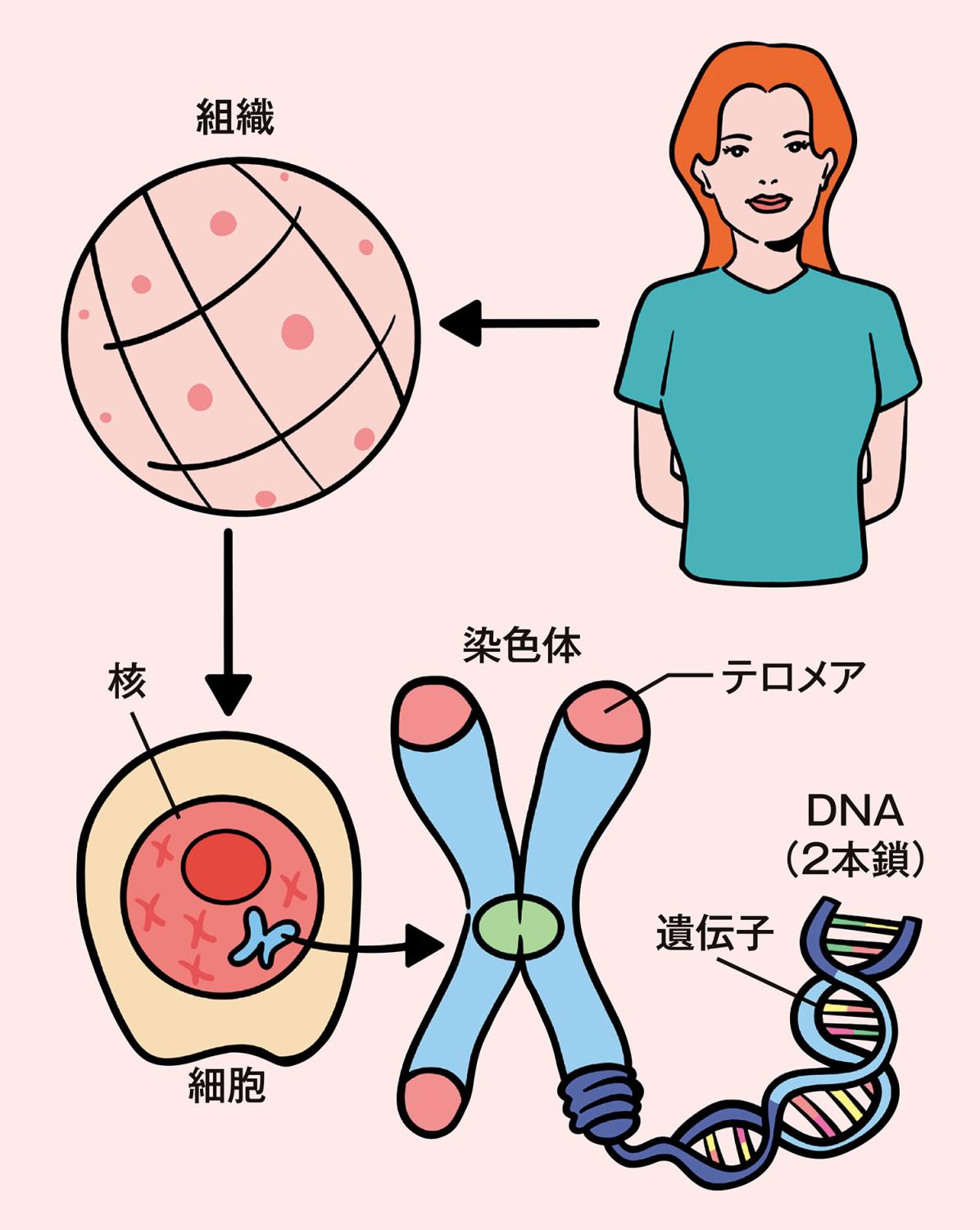 組織 細胞 染色体