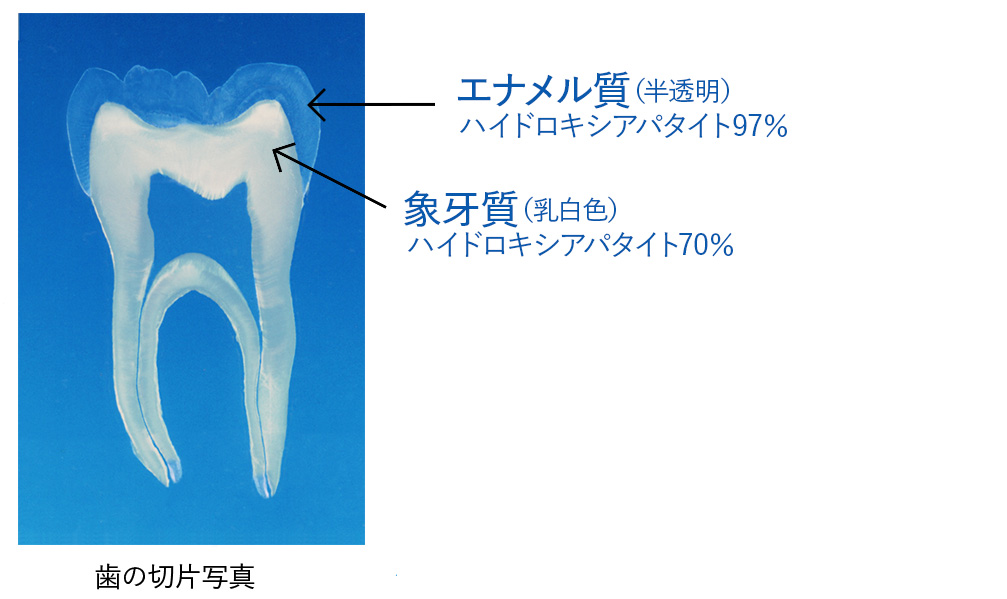 歯の切片写真で見るエナメル質と象牙質