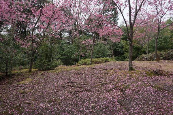 おうちで楽しむ、京の味と物（61）平和への思いを込めて植えられた早咲きの《陽光桜》「熊野若王子神社」