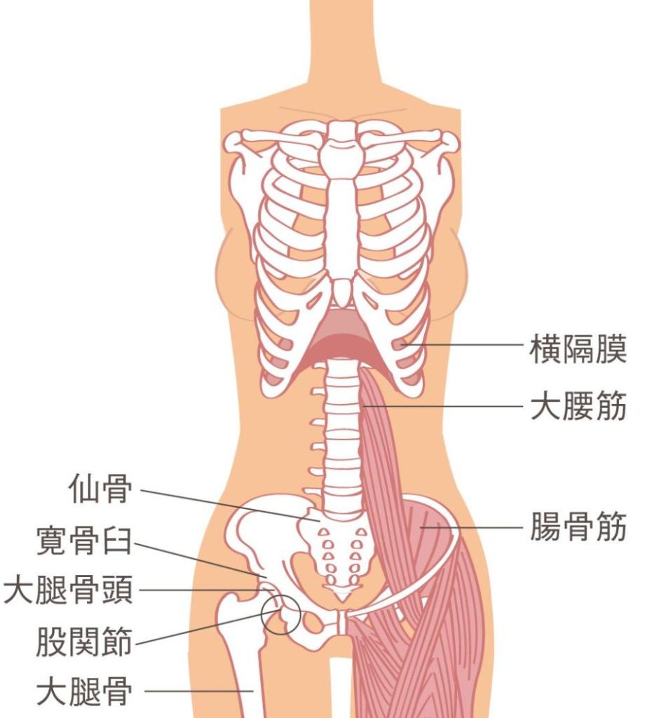 リンパケア　３回　股関節を緩める　解剖図