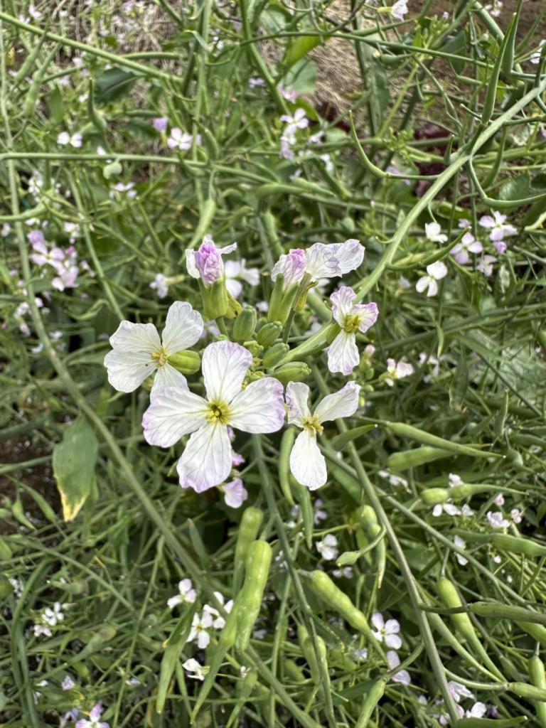 大根の花