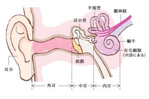 耳　外耳、中耳内耳の解剖図