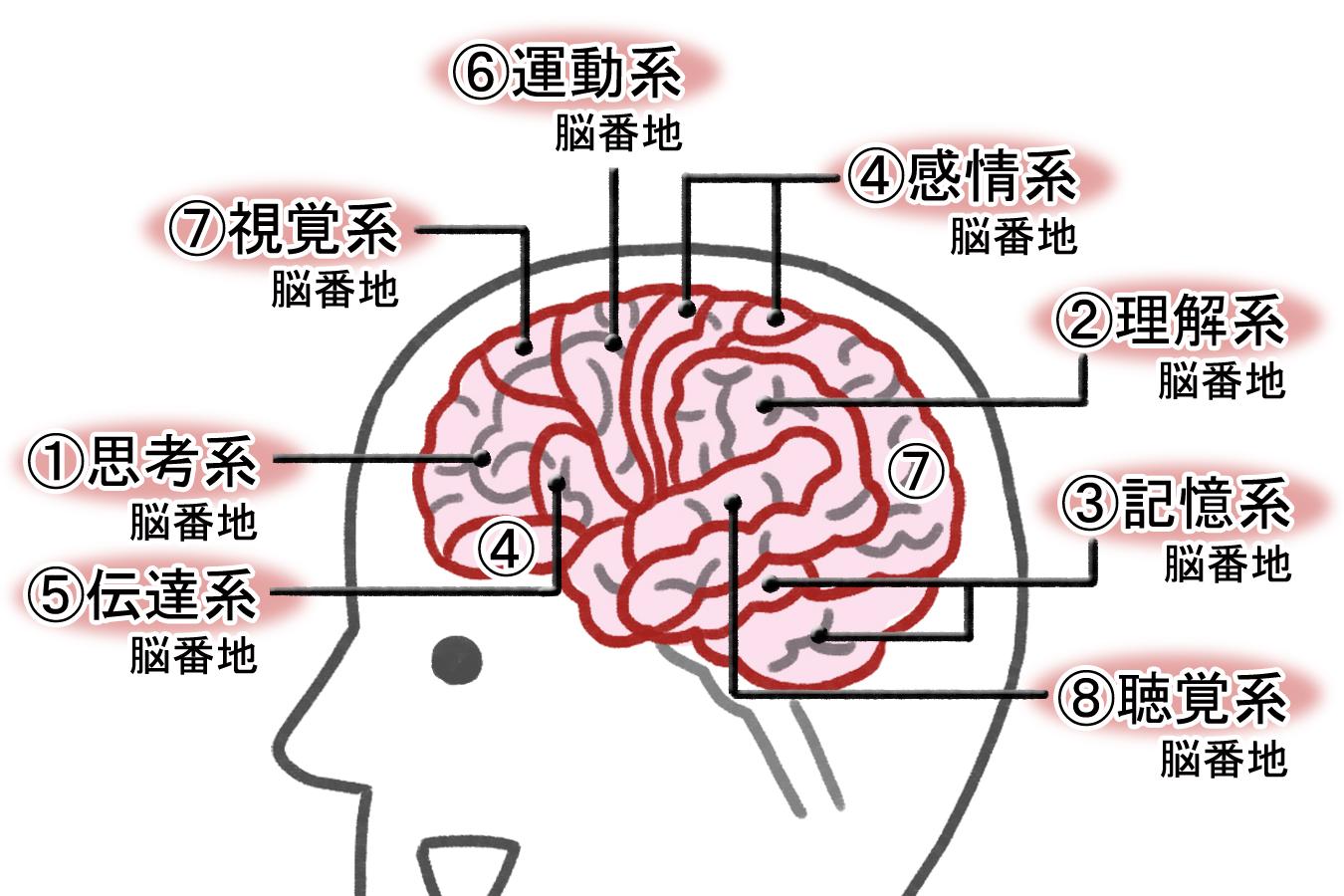 大人になると暗記できなくなるのはなぜ？【50代からの脳トレ】