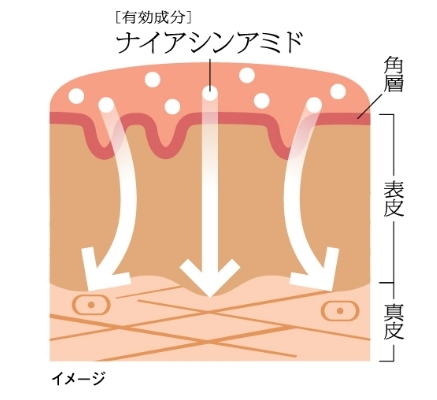 花王　ソフィーナiP　有効成分ナイアシンアミド　肌断面図