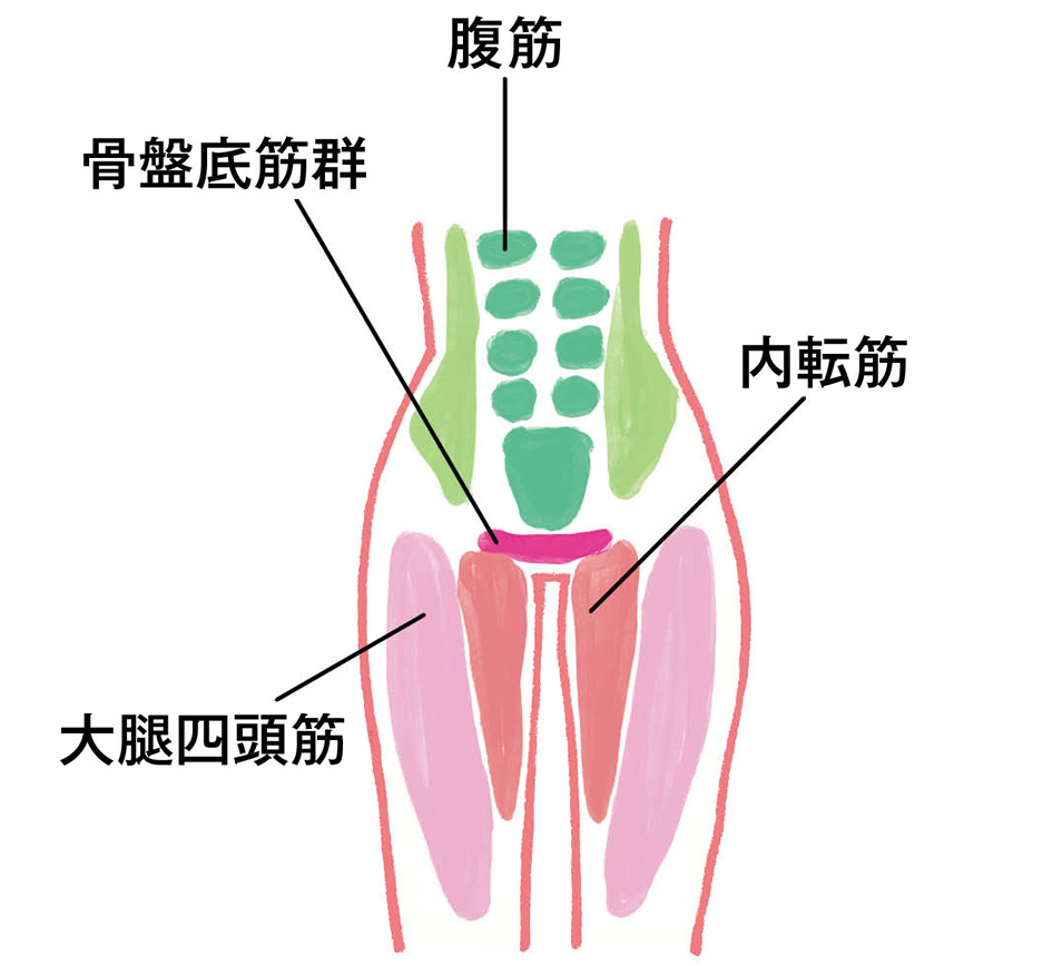 下半身力に重要な4つの筋肉、内転筋、腹筋、大腿四頭筋、骨盤底筋群