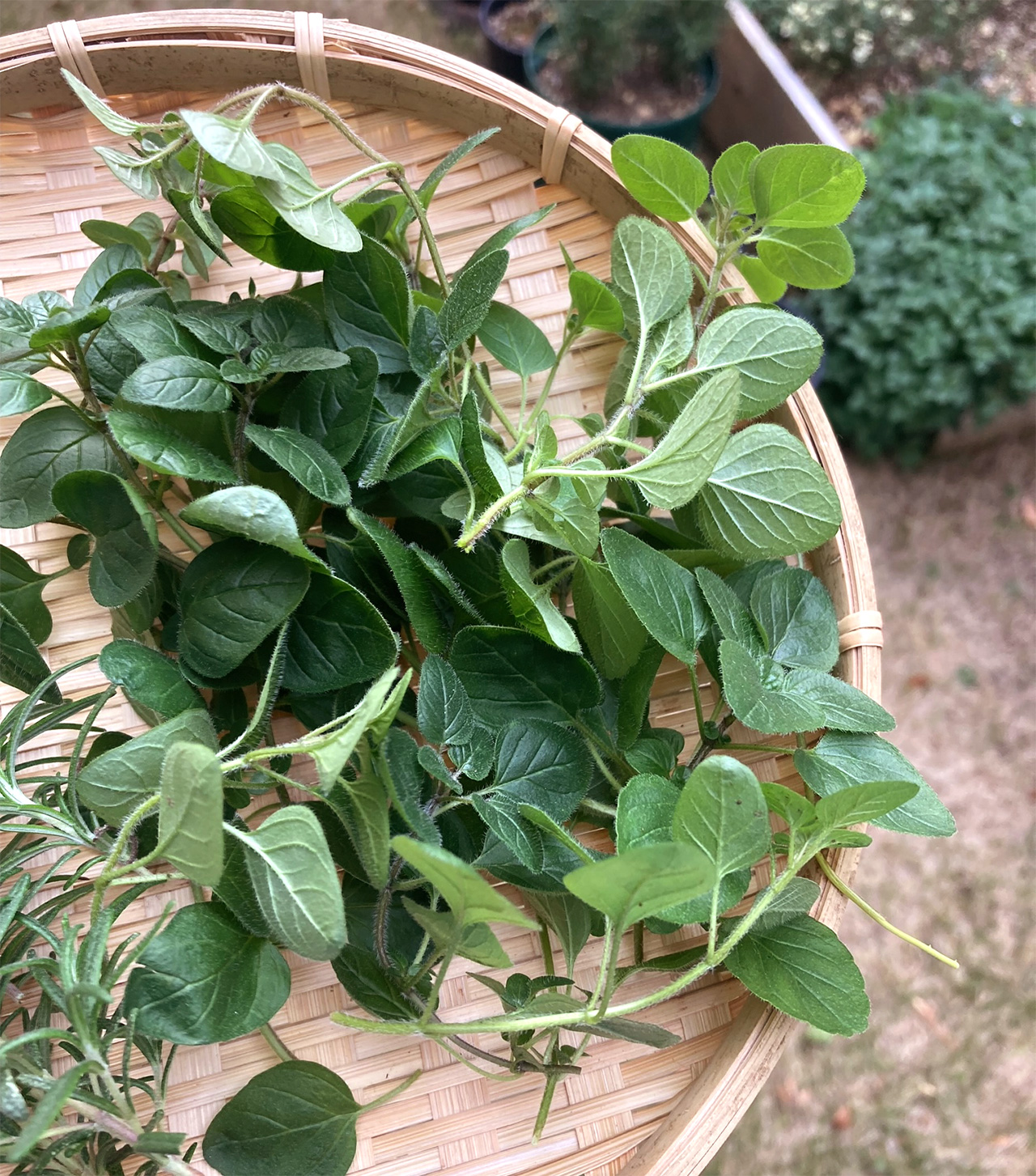 植物療法士の資格を取得しました！ 心身を健やかに保つために、自宅の庭で積んだミントやローズマリーをフレッシュハーブティーにしたり、蒸気浴をしたり…と、ハーブ生活を満喫中。