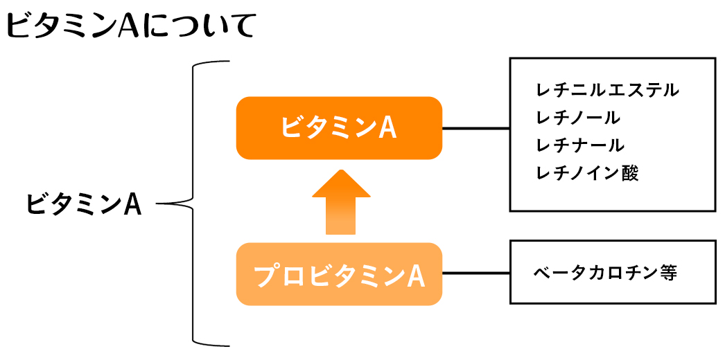 ビタミンAとプロビタミンAとは？