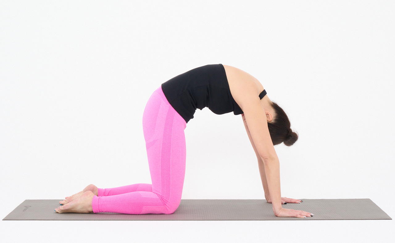 キャットドッグ_01