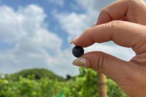 鎌倉ワイナリー夏目氏の情熱物語〜２つの葡萄畑見学と8種のワインを味わうワイナリーツアーで特別な体験を