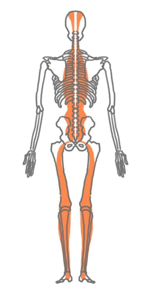 股関節ケア　筋膜（ファシア）ライン　バックライン