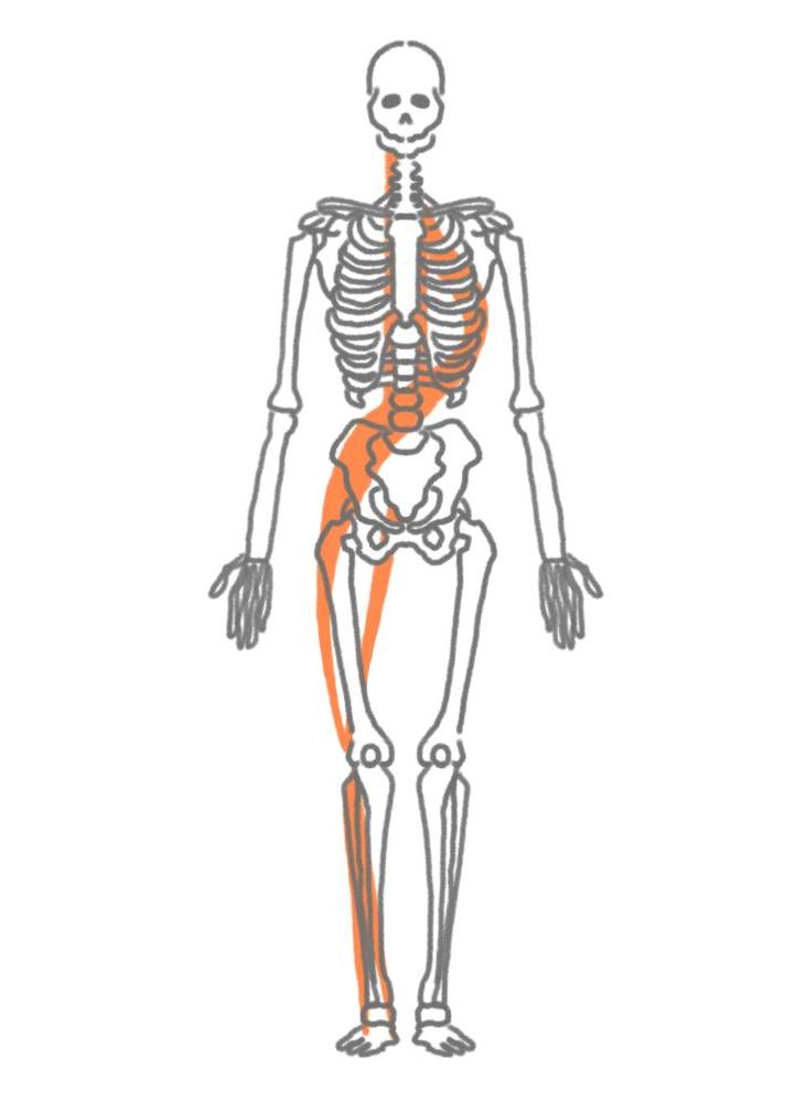股関節ケア　筋膜（ファシア）ライン　スパイラル