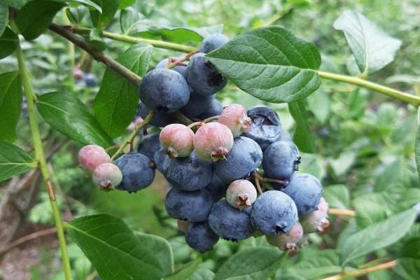 どうしてもブルーベリー狩りがあきらめきれず、今年ようやく行けたのだけど……