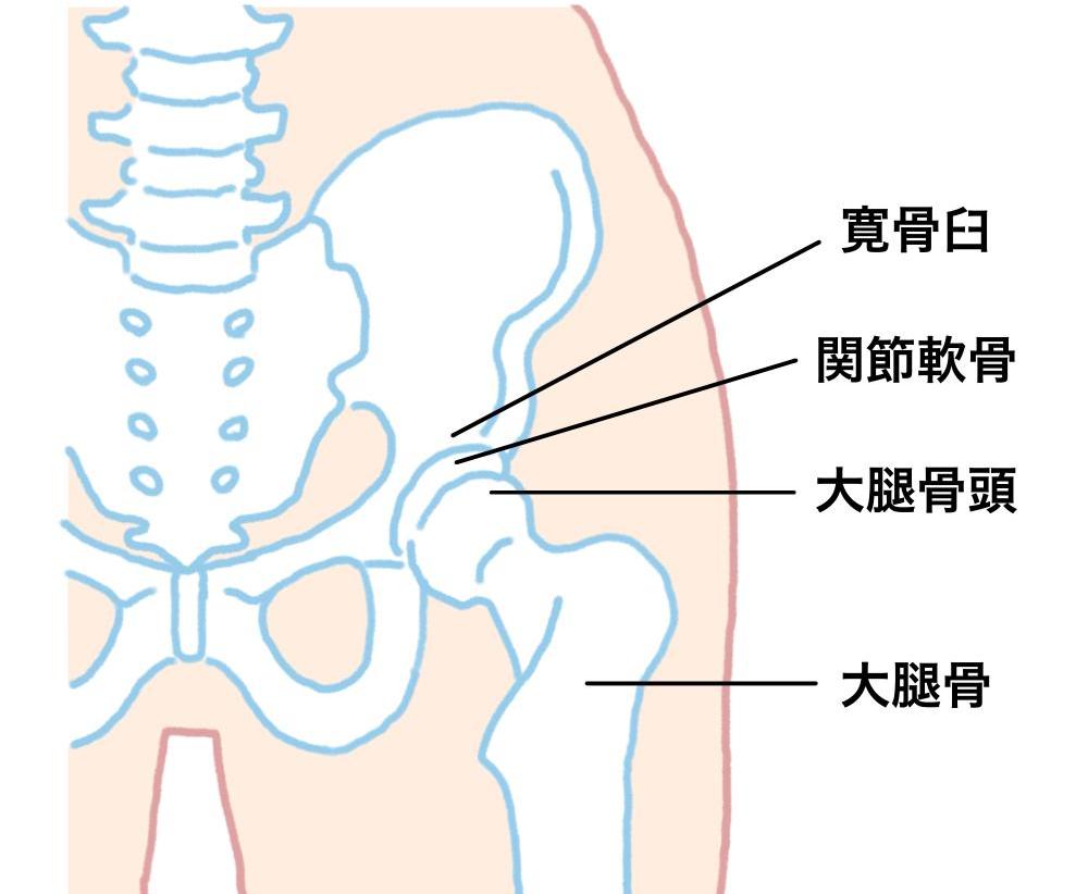 股関節ケア　股関節　構造　イラスト　ダミー