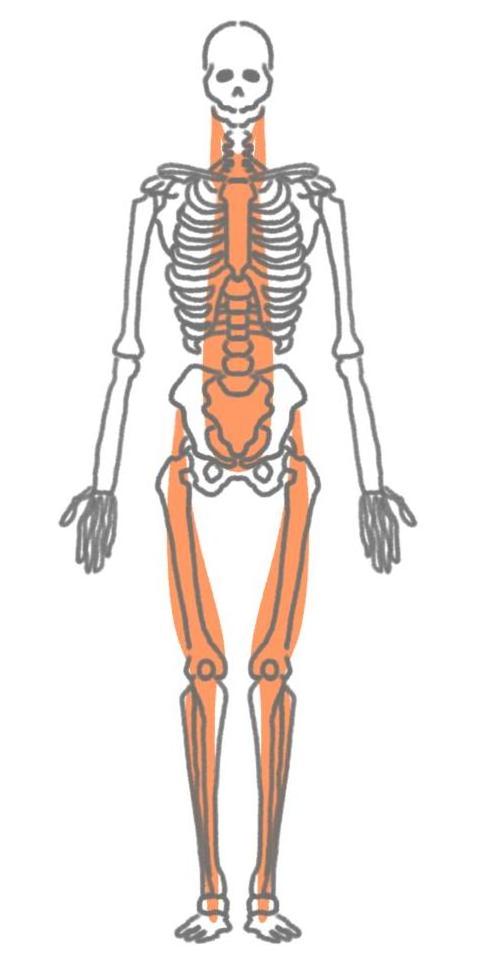 股関節ケア　筋膜（ファシア）ライン　フロント