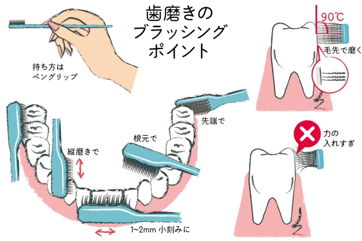 歯磨きのポイント　歯周病　正しい歯磨き　OurAge　毛先磨き