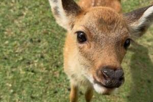 地下道で涼む鹿もいる♡いやぁー癒されました！ 鹿と戯れるドライブ＠奈良