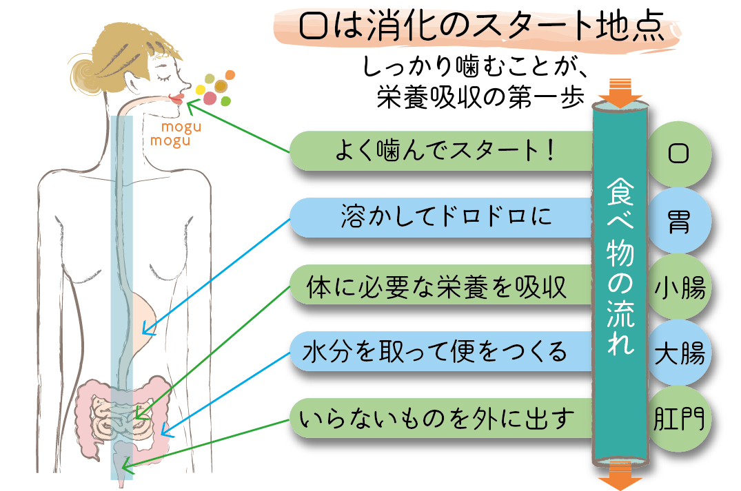 歯周病 口は消化管の入り口 消化管とは 歯周病と栄養